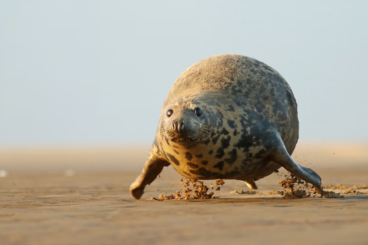 "Каждый может летать": Серый тюлень, восточное побережье Англии. Адриан-Слазок