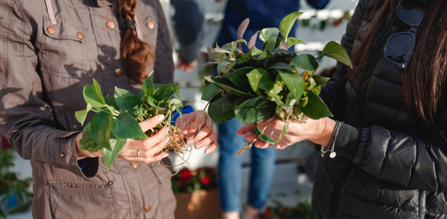 Меняйся не книгами, а цветами: в Тюмени появилась мобильная экоферма