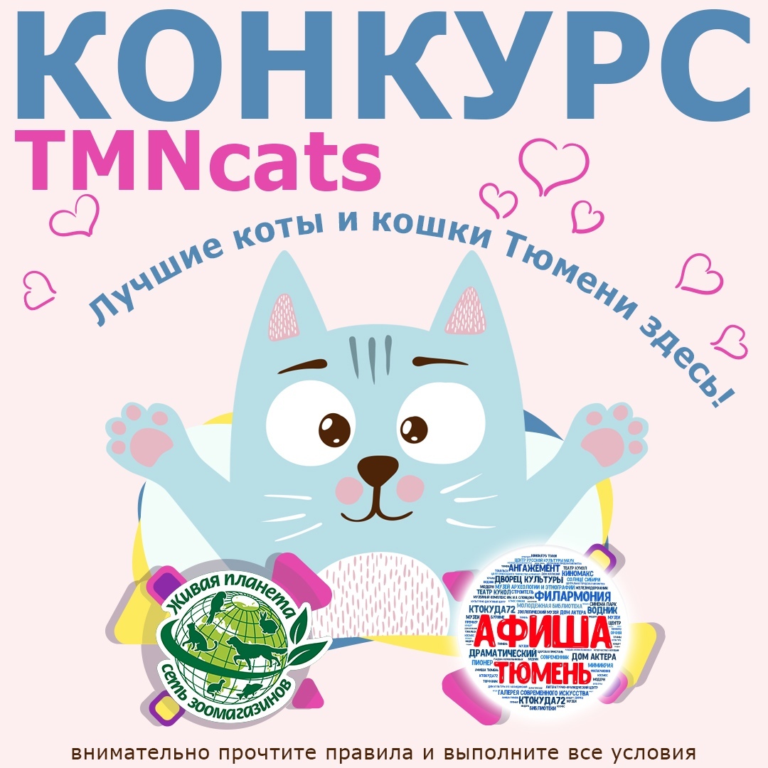 Тюменские владельцы кошек могут поучаствовать в конкурсе TMNcats