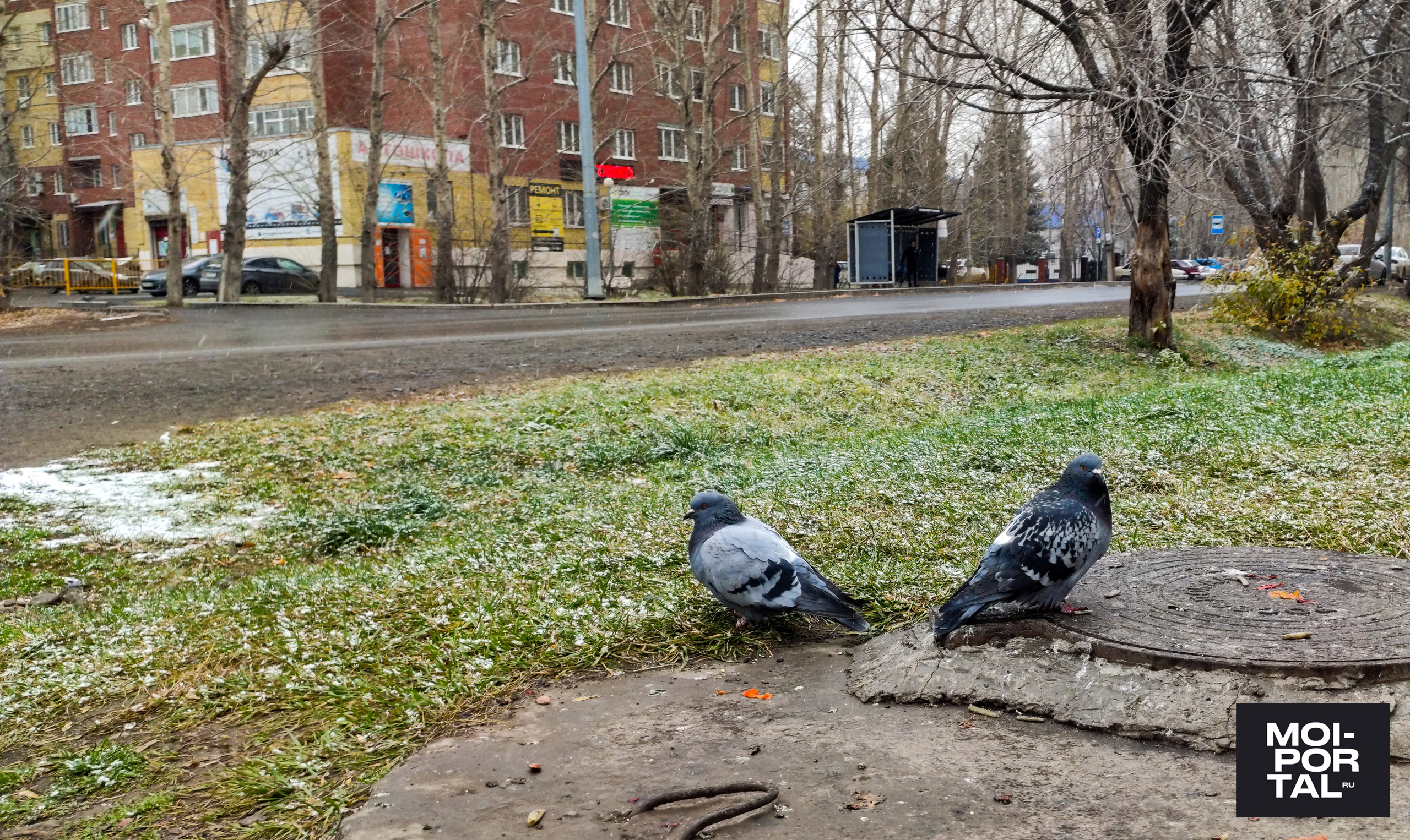 Зима близко: тюменцы делятся фотографиями снегопада Зима близко: тюменцы делятся фотографиями снегопада