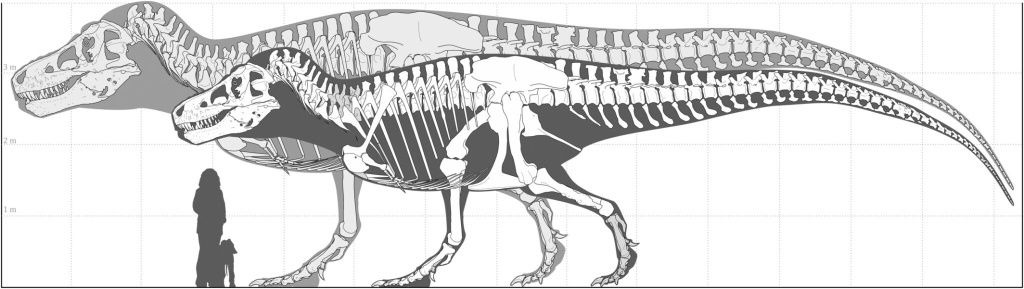 t-rex-size-comparison-2048x578.jpg