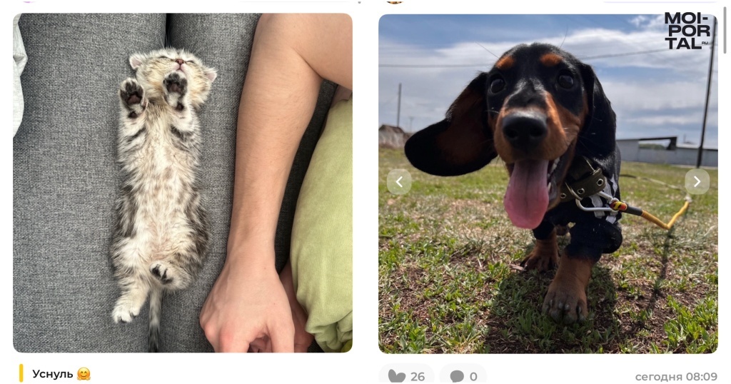 В России запустили соцсеть для домашних животных 