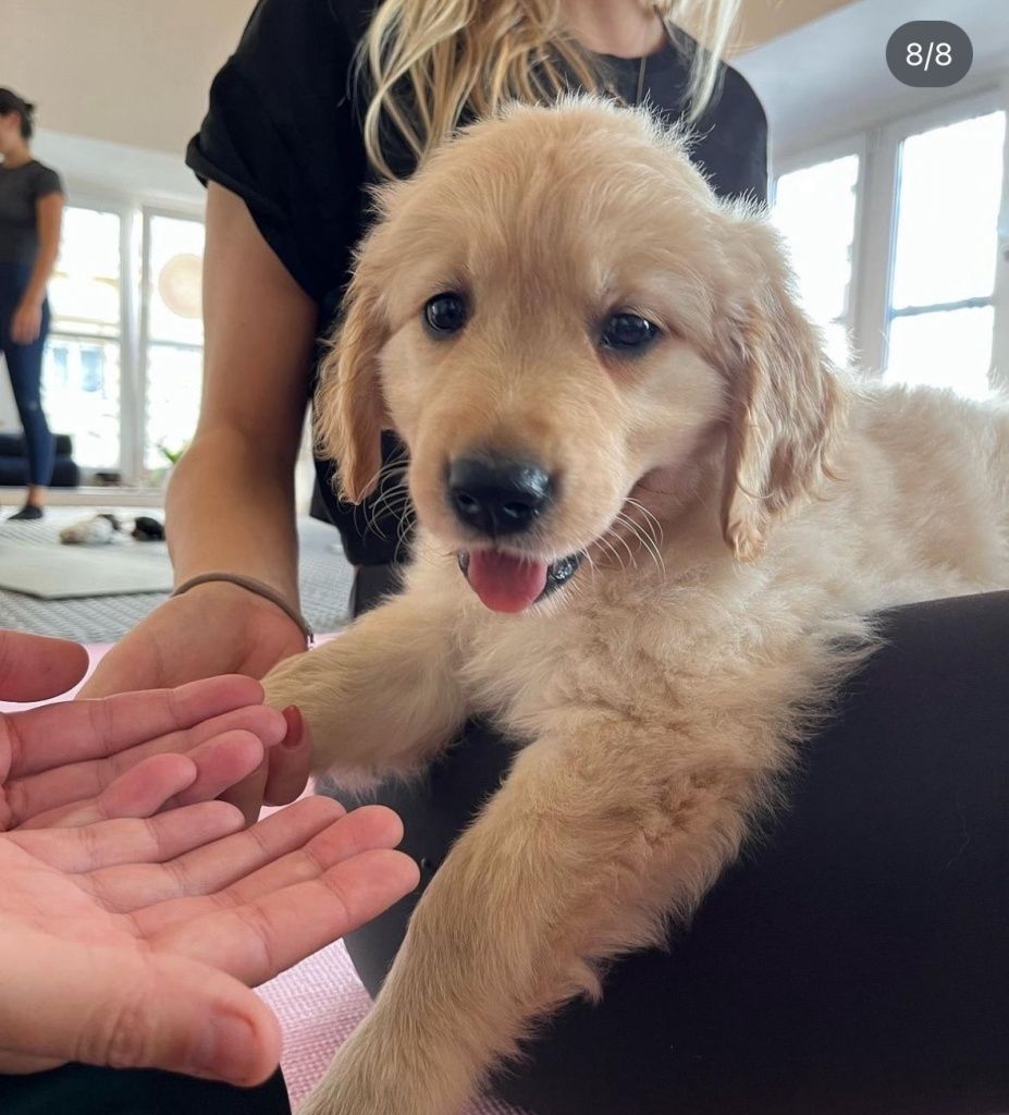 В Тюмени откроется первая студия йоги с щенками