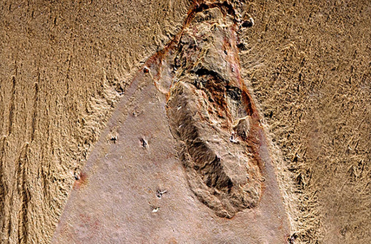 Археологи нашли доисторического предка Спанч Боба sponge bob