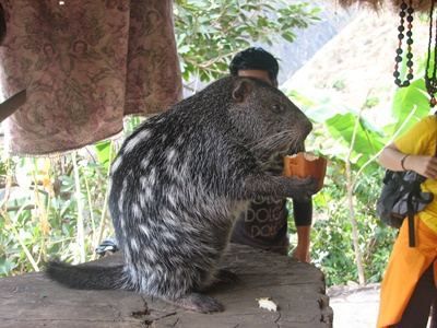 Кем оказалась крыса из вирусного видео? pakarana